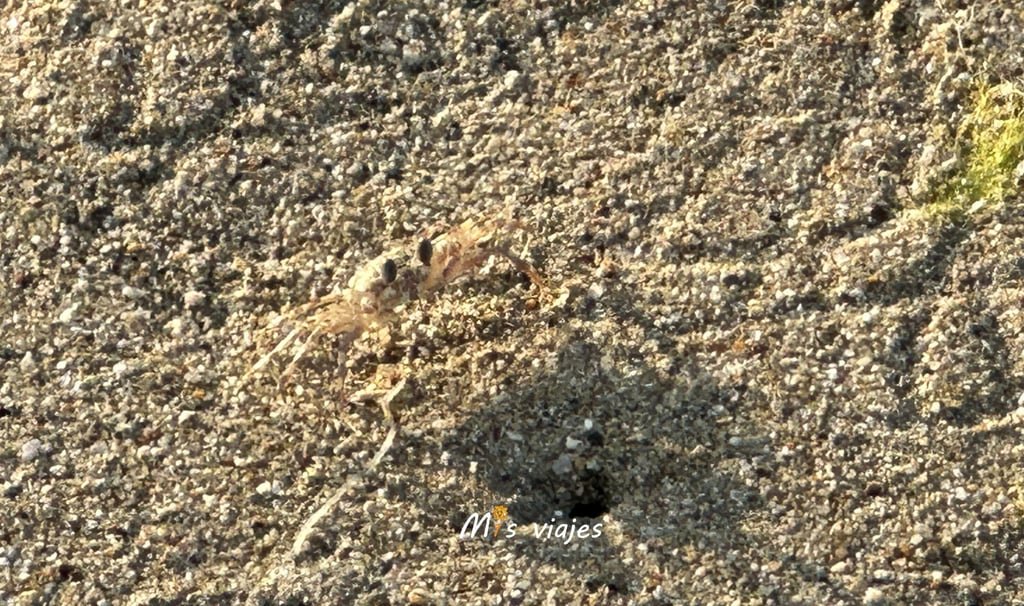 Cangrejos de Arena o Cangrejos Fiddler