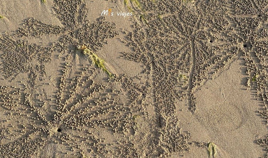 Los Cangrejos de Arena hacen estos nidos en la arena, creando una estampa graciosa