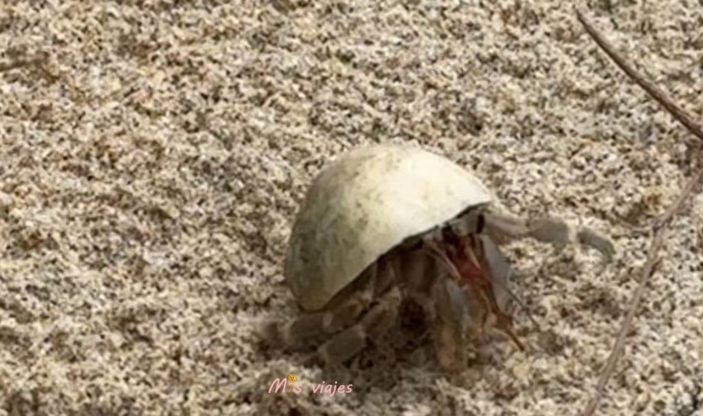Cangrejos Ermitaños en Naiyang Beach