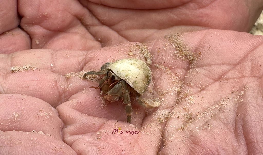 Cangrejo Ermitaño un habitual en las playas de Naiyang Beach