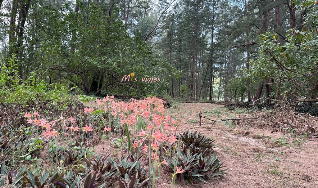 Gran variedad de flora y fauna en el Parque Nacional Sirinat