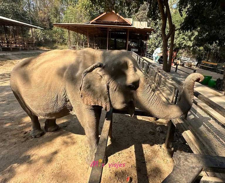 elefantes en tailandia 1