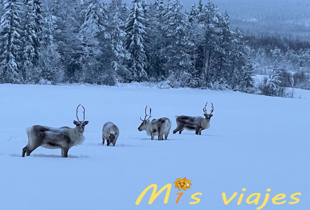 Finlandia: Naturaleza Inmensa, Cultura Única y Magia Ártica img 0374 con logo alpxeked97uepbnm