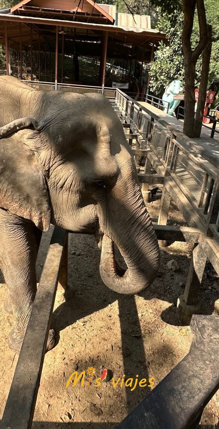 Bello elefante con M1s Viajes