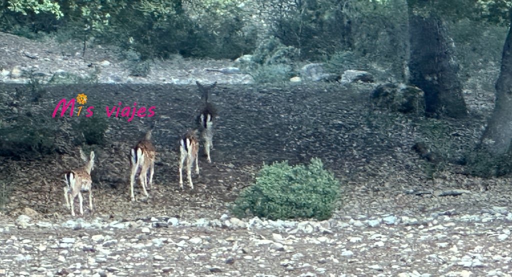 Ruta del Río Borosa: Aventura y Naturaleza en el Corazón de la Sierra de Cazorla img 8403 con logo yz97lvbgzytezeen