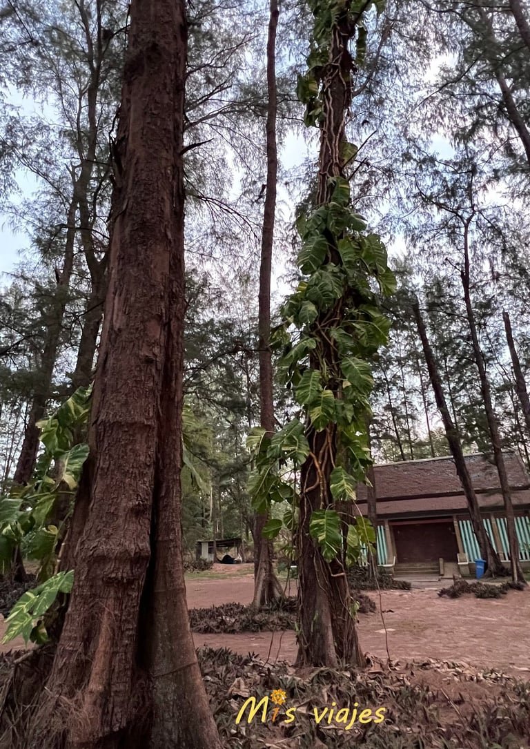 Potos de hojas enormes agarrados a los árboles en el Parque Sirinat