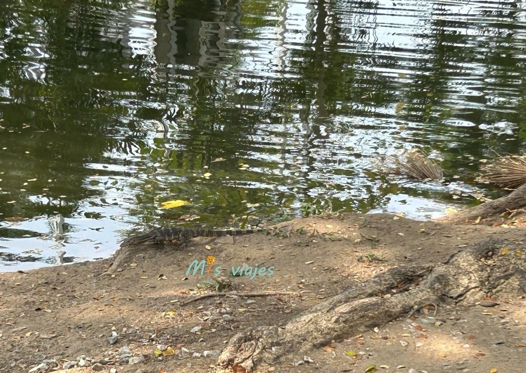 Lumphini Park: El Oasis Verde en el Corazón de Bangkok Camuflado con el color del suelo, un lagarto monitor de agua
