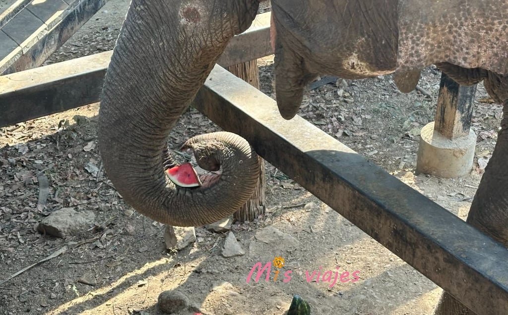 La trompa del elefante es la gran protagonista para la alimentación de nuestro elefante