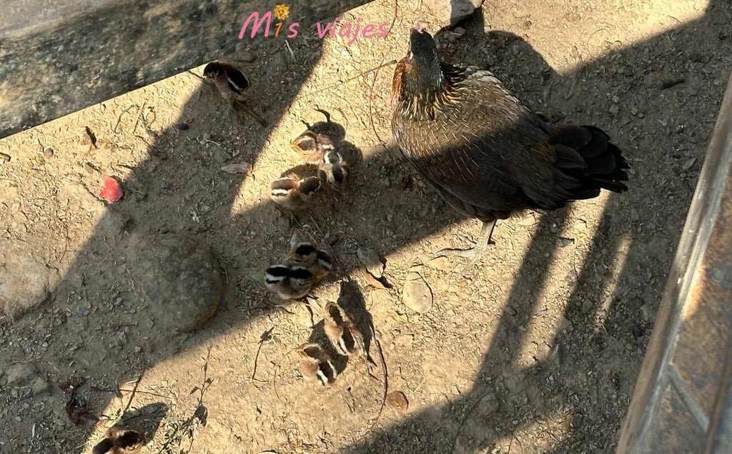 Mama gallina y sus pollitos muy pendientes de los trozos de sandía que se le caen al elefante