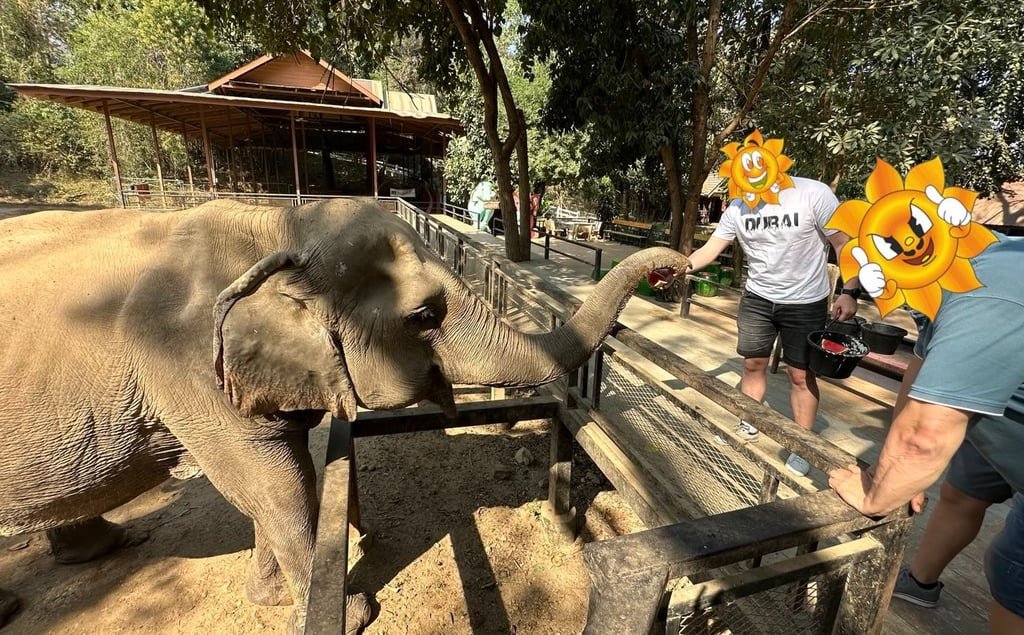 El elefante come bastante rápido