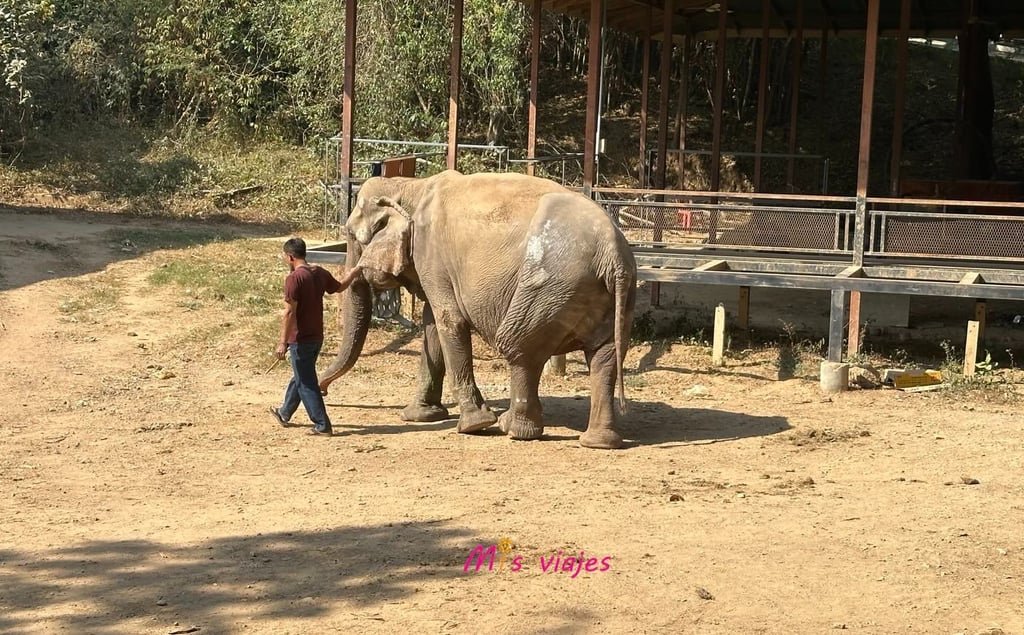 M1s Viajes en Sai Yok Elephan Park