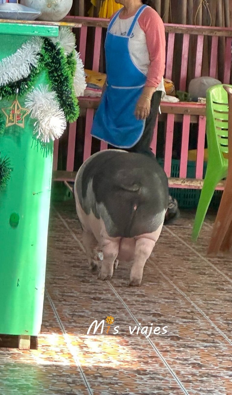Ko Lan: La Isla Escondida de Tailandia El cerdo tranquilamente por su restaurante