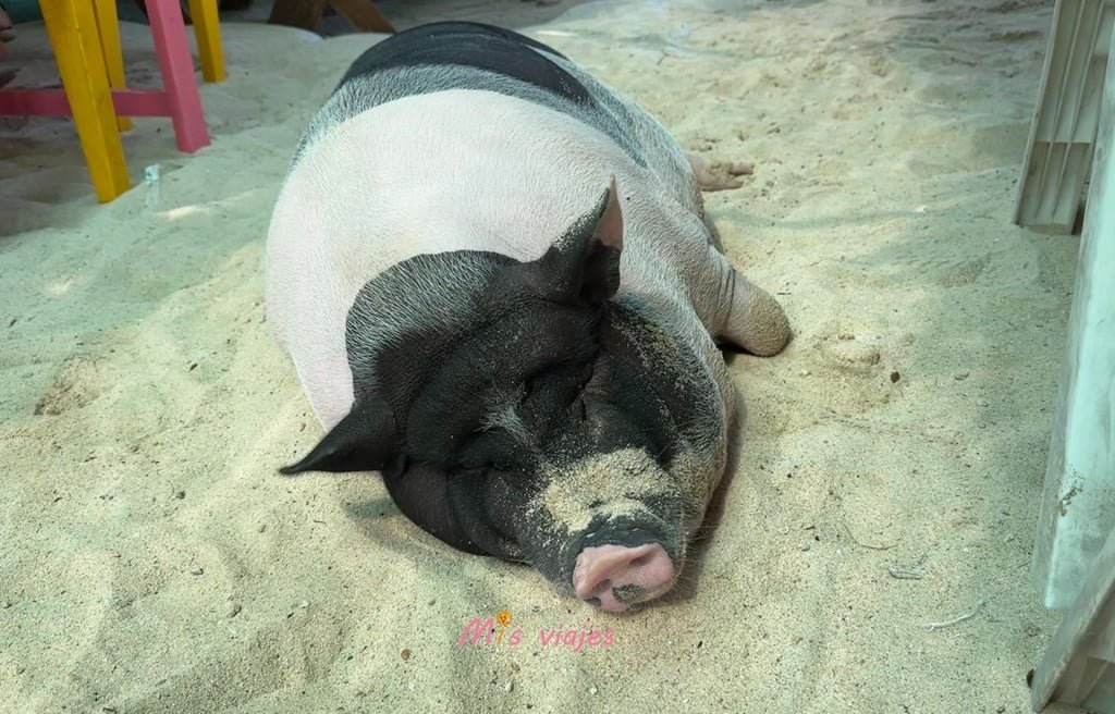 Ko Lan: La Isla Escondida de Tailandia Cerdo Tailandés o también conocido como cerdo nativo tailandés