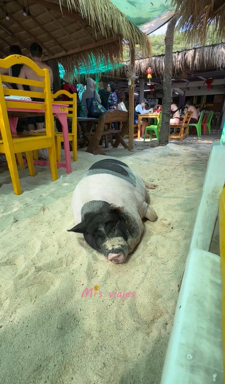Ko Lan: La Isla Escondida de Tailandia Cerdo nativo Tailandés