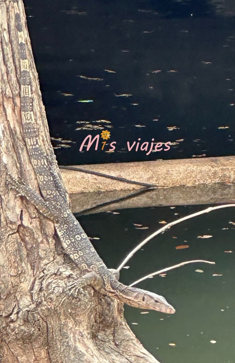Lumphini Park: El Oasis Verde en el Corazón de Bangkok Camuflado en el tronco del árbol, un Varano de agua