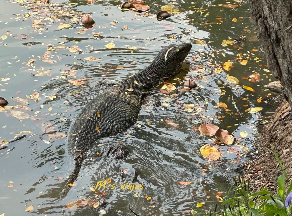 Lumphini Park: El Oasis Verde en el Corazón de Bangkok Primer plano de un Lagarto Monitor de Agua o Varano de agua en el Lumphini Park