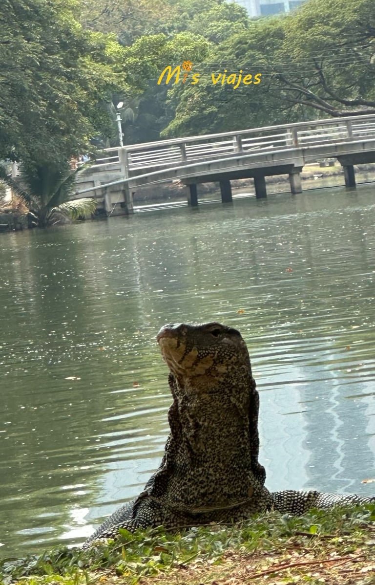 Lumphini Park: El Oasis Verde en el Corazón de Bangkok El Lagarto Varano de Agua nos observa