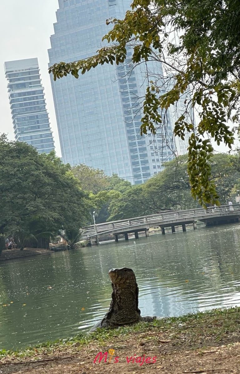 Lumphini Park: El Oasis Verde en el Corazón de Bangkok Primer plano del Varanus salvator en el Lumphini Park