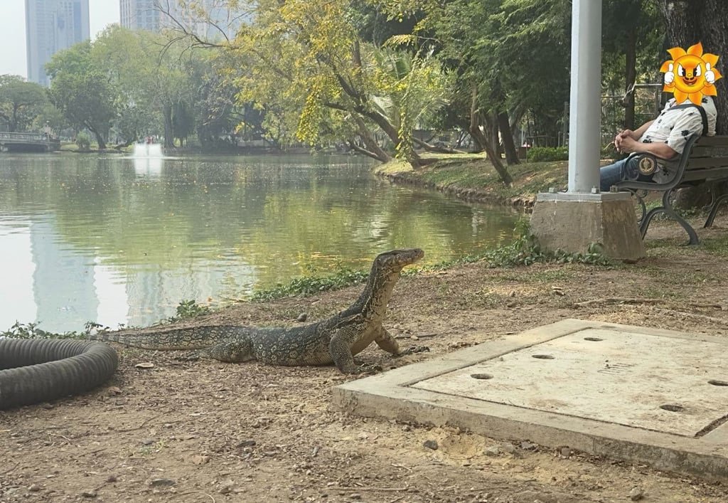 Lumphini Park: El Oasis Verde en el Corazón de Bangkok Bella imagen del Varano de Agua en su entorno natural