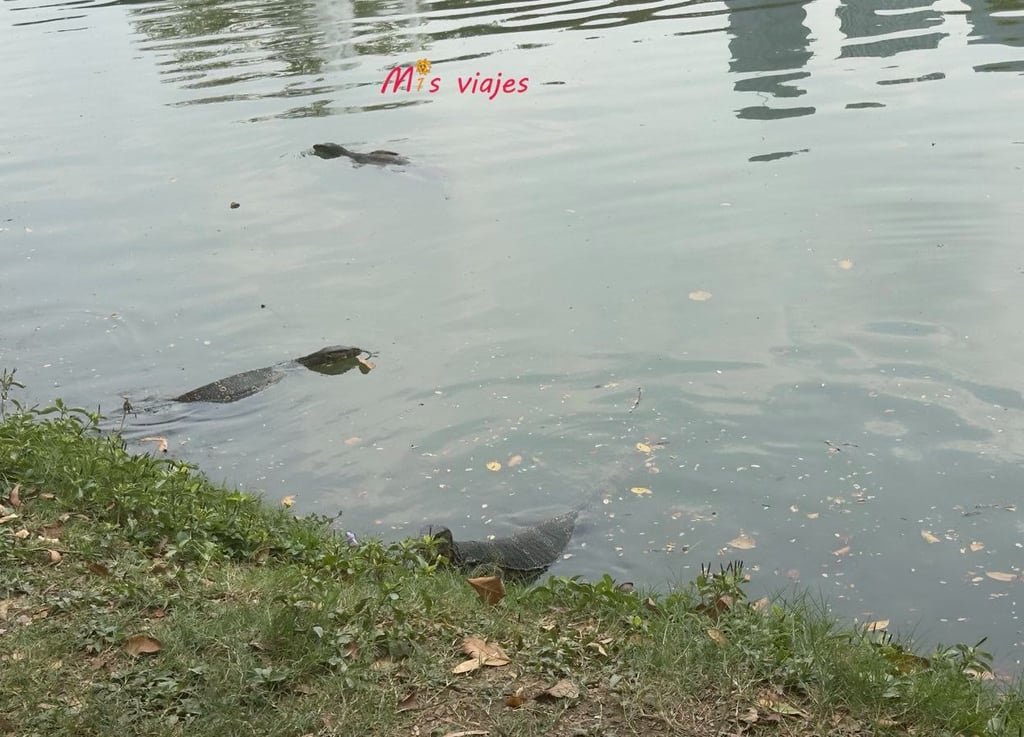 Lumphini Park: El Oasis Verde en el Corazón de Bangkok Tres Lagartos Varano de Agua en la laguna del Lumphini Park