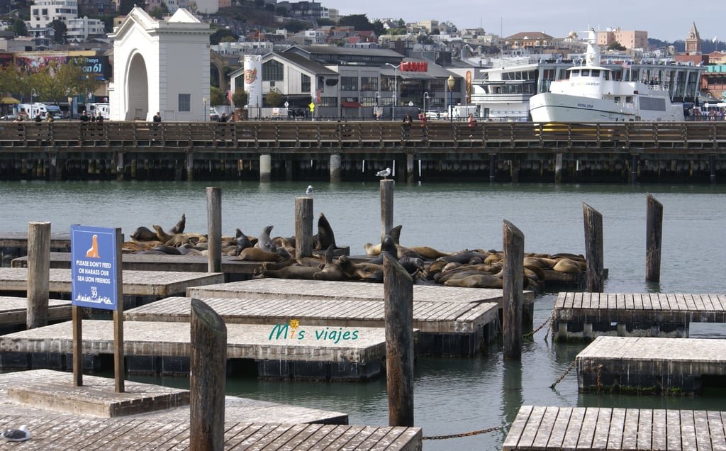 San Francisco: Su Golden Gate y sus Colinas Los leones marinos del Pier 39 en Fisherman´s Wharf.