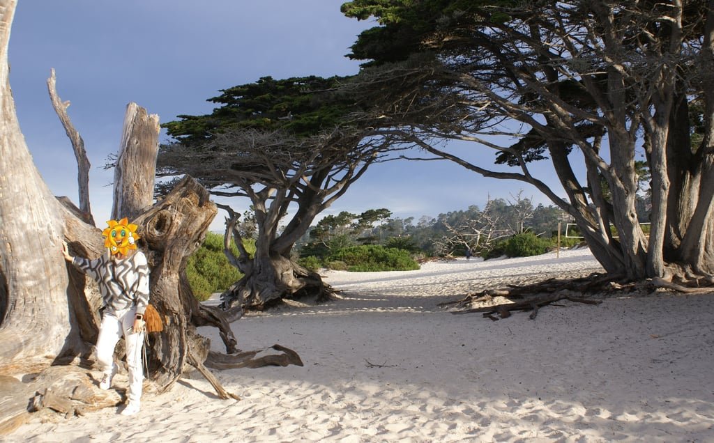 Artísticos árboles que se moldean con los vientos de Carmel Beach.