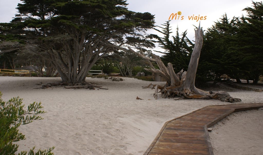 Blanca y curiosa playa en Carmel-by-the-sea.