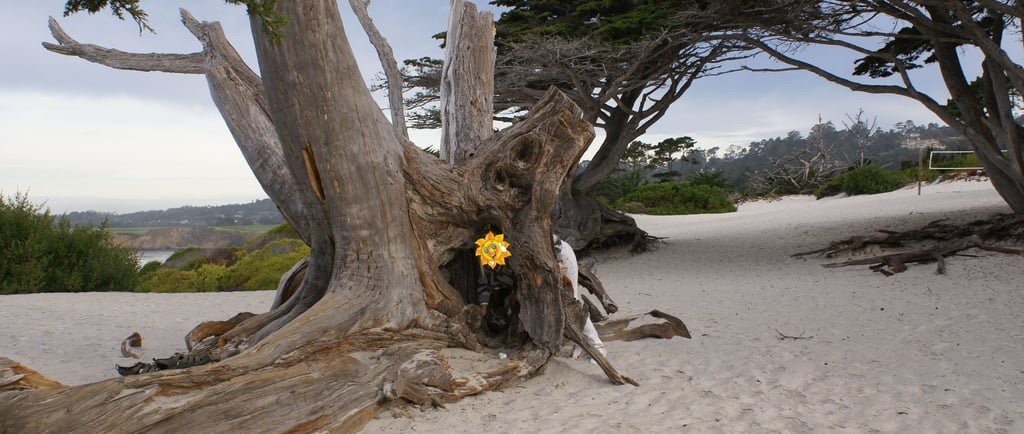 Carmel Beach y sus artísticos árboles.