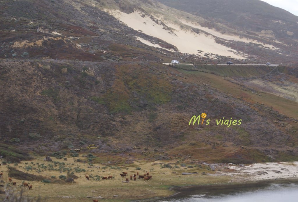 Vacas rubias pastando en la vegetación del cauce de Little Sur River.