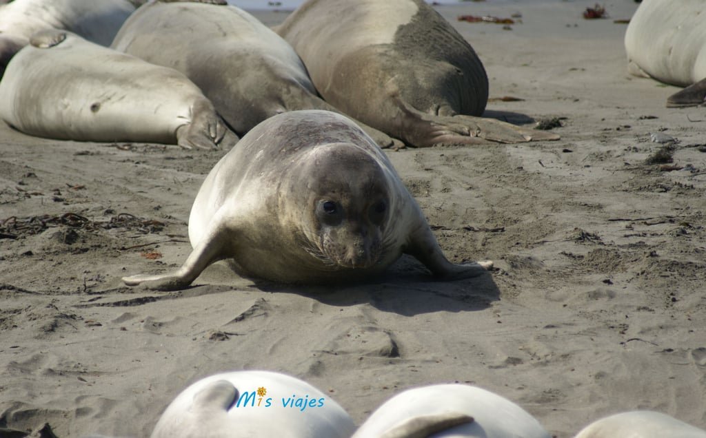 Leones marinos en la playa de Piedras Blancas, en la Big Sur.