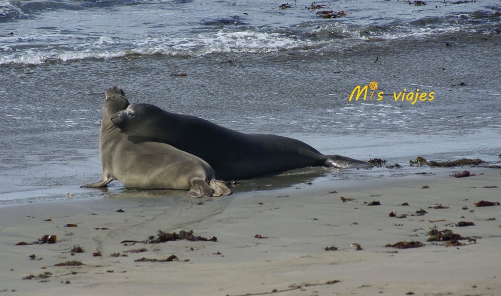 Leones marinos en la Reserva Marina de Piedras Blancas.