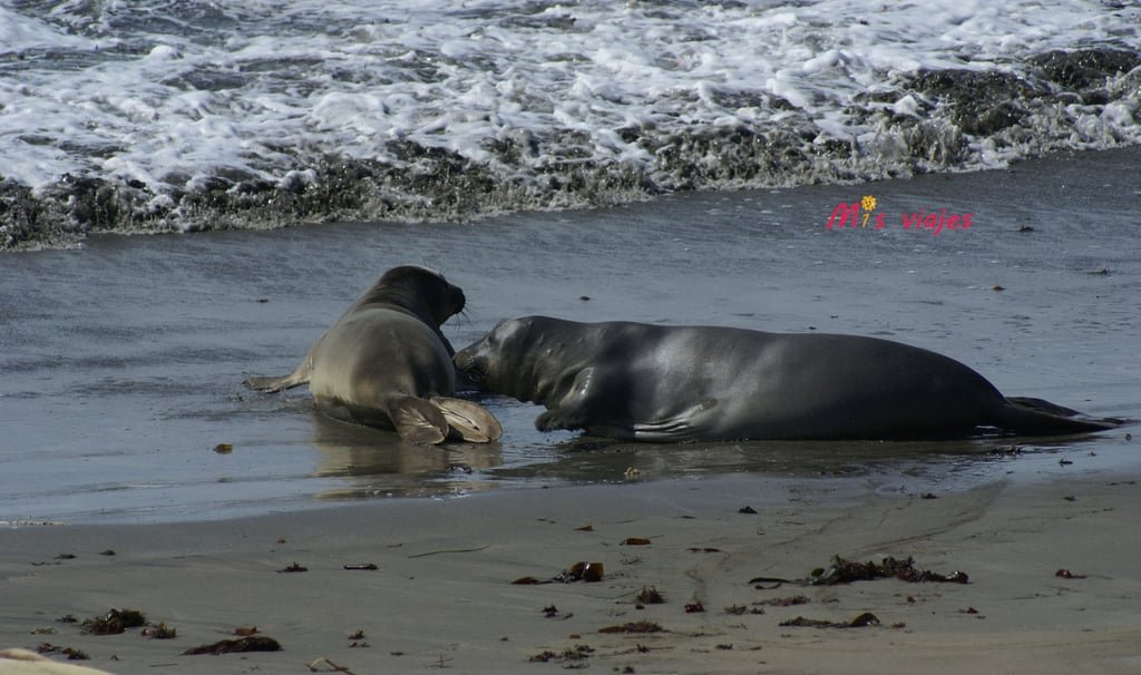 Leones marinos en la Reserva Marina de Piedras Blancas.