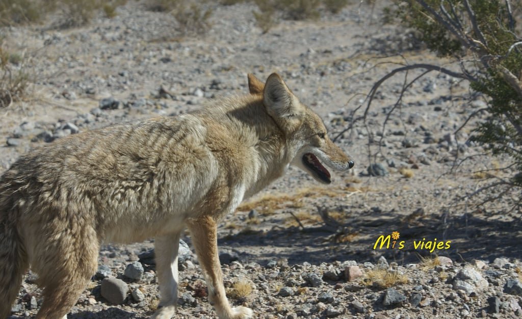 Coyote pasando ya de nosotros.