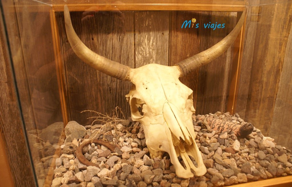Calavera de animal en el Museo Historic Route 66 en Kingman.