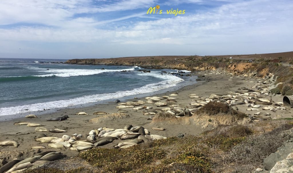 Leones marinos en la Reserva Marina de Piedras Blancas.