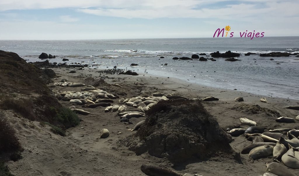 Leones marinos en la playa de Piedras Blancas.