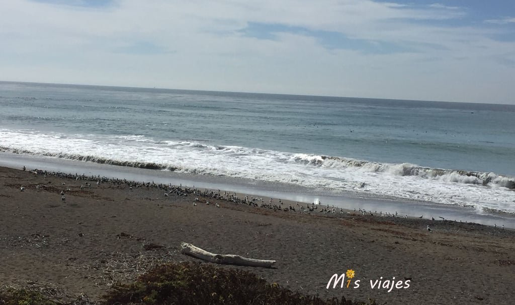 Playa en la Big Sur, donde la fauna está presente en cada rincón.