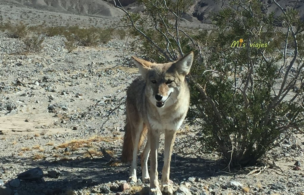 Coyote en su entorno natural.