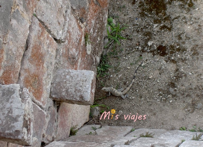 Una iguana verde baja también la escalinata de Chichén Itzá