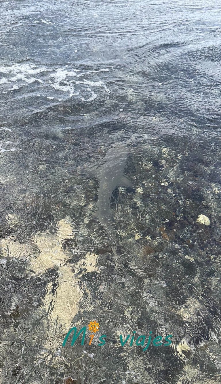 Encuentro con Tiburones Limón en la Isla de Sal img 4725 con logo m6lzdpwokqsol28v