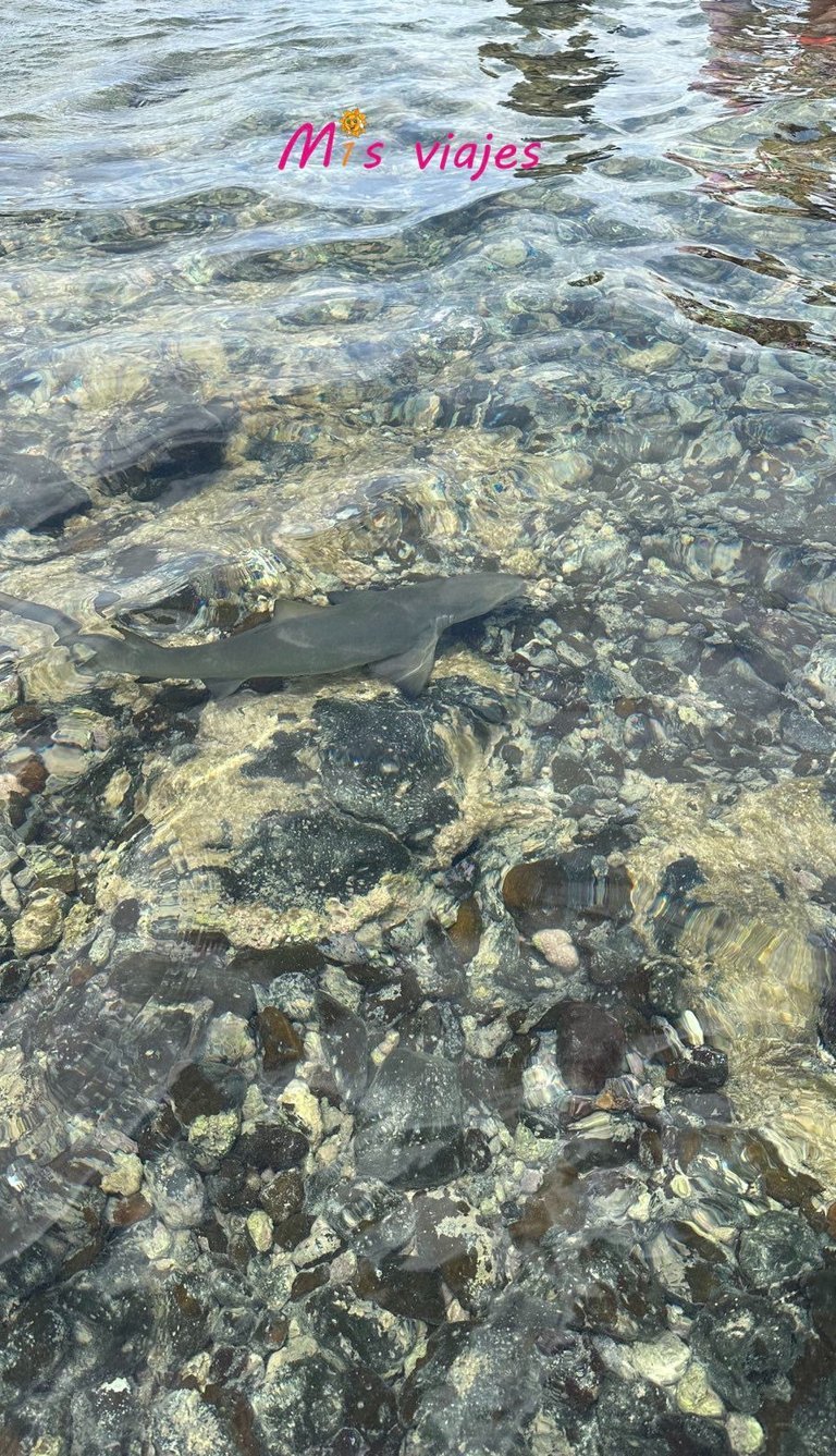 Encuentro con Tiburones Limón en la Isla de Sal img 4728 con logo ae0pmrlkg6hnxejw