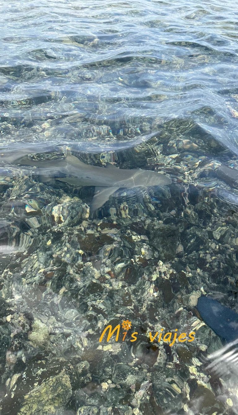 Encuentro con Tiburones Limón en la Isla de Sal img 4729 con logo yd0ldrwbg2u9q6za