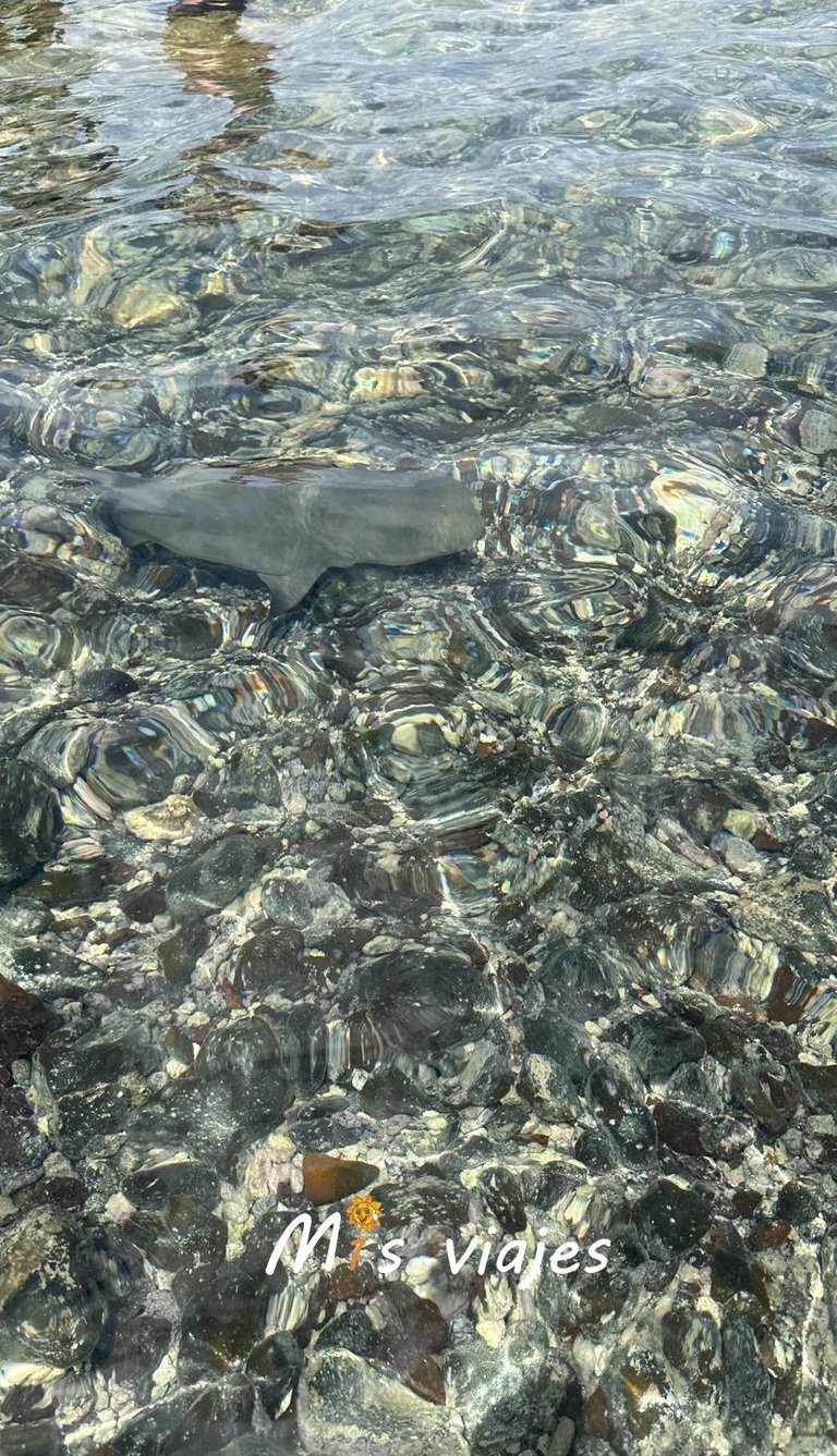 Encuentro con Tiburones Limón en la Isla de Sal img 4731 con logo aopw69x9bnhwd5wq