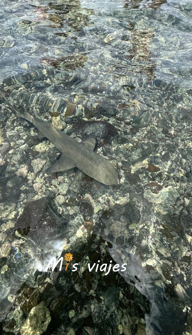Encuentro con Tiburones Limón en la Isla de Sal img 4732 con logo ar0l7r98nehew8m9