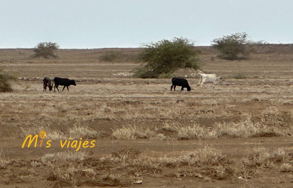 Isla de Sal: Un Paraíso Soleado en Cabo Verde img 4793 con logo dwxedb6jgjhrlloz