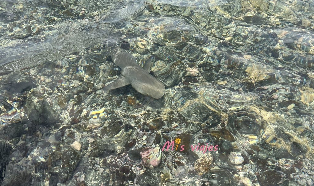 Encuentro con Tiburones Limón en la Isla de Sal kakh8102 con logo mp4o7v4zajcvqrxn