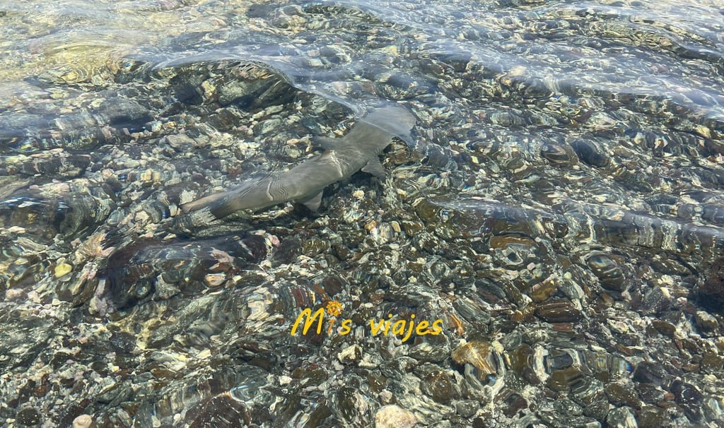 Encuentro con Tiburones Limón en la Isla de Sal lmfv6625 con logo mxb4lr1vr4frx1bk