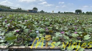 El Mercado de Lotos Flotantes: Belleza sobre el Agua img 8383