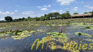 El Mercado de Lotos Flotantes: Belleza sobre el Agua img 8389