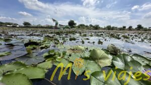 El Mercado de Lotos Flotantes: Belleza sobre el Agua img 8427